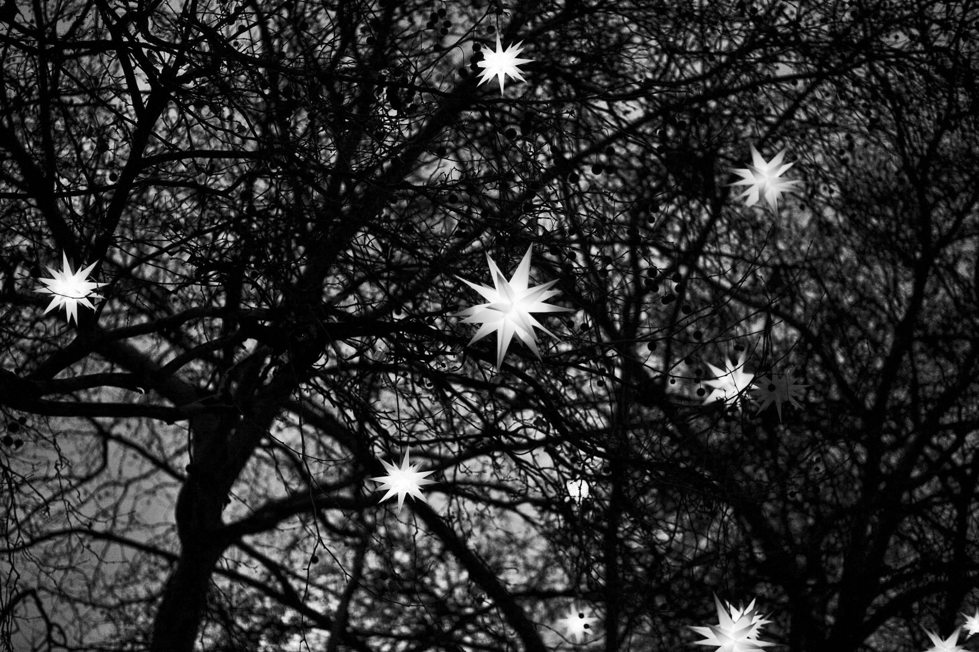 image of star shaped lights in trees